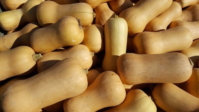 Butternut Squash