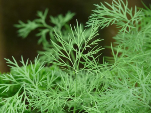 Dill 8104 1920