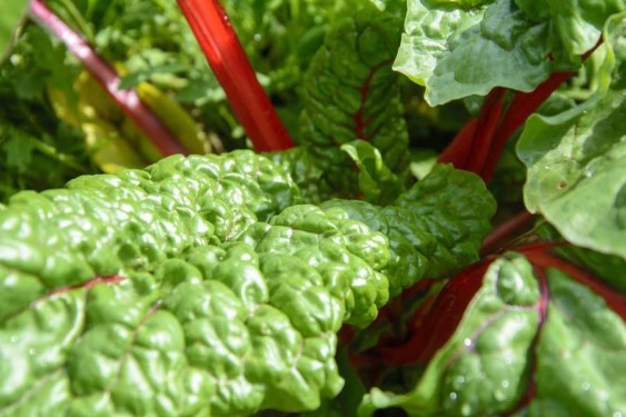 Swiss Chard