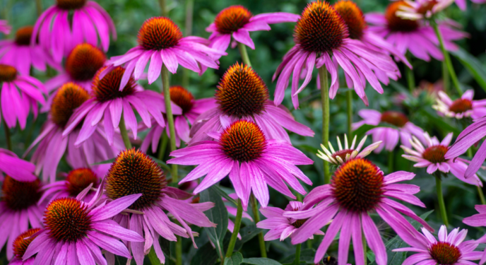 Coneflowers Seed Library 2022