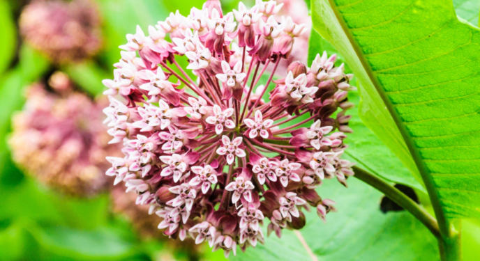 Milkweed Seed Library 2022